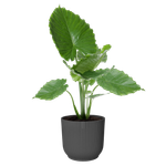 vibes fold rund 30cm anthrazit